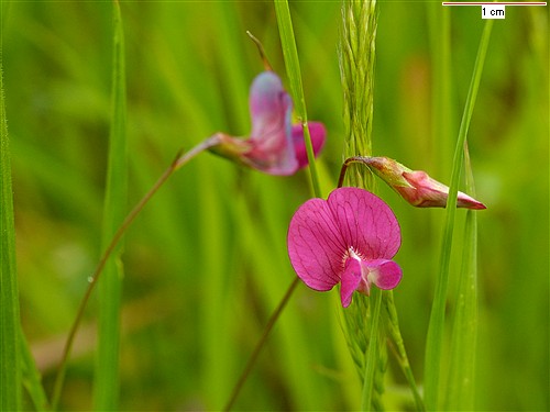  Image name: nissolia4.jpg 
 width: 500 pixel 
 height: 375 pixel 
 Size: 39071 bytes 
 Click to enlarge 